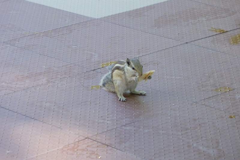 India & Nepal 2011 - 1276